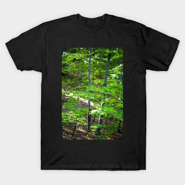 Young beech forest T-Shirt by naturalis